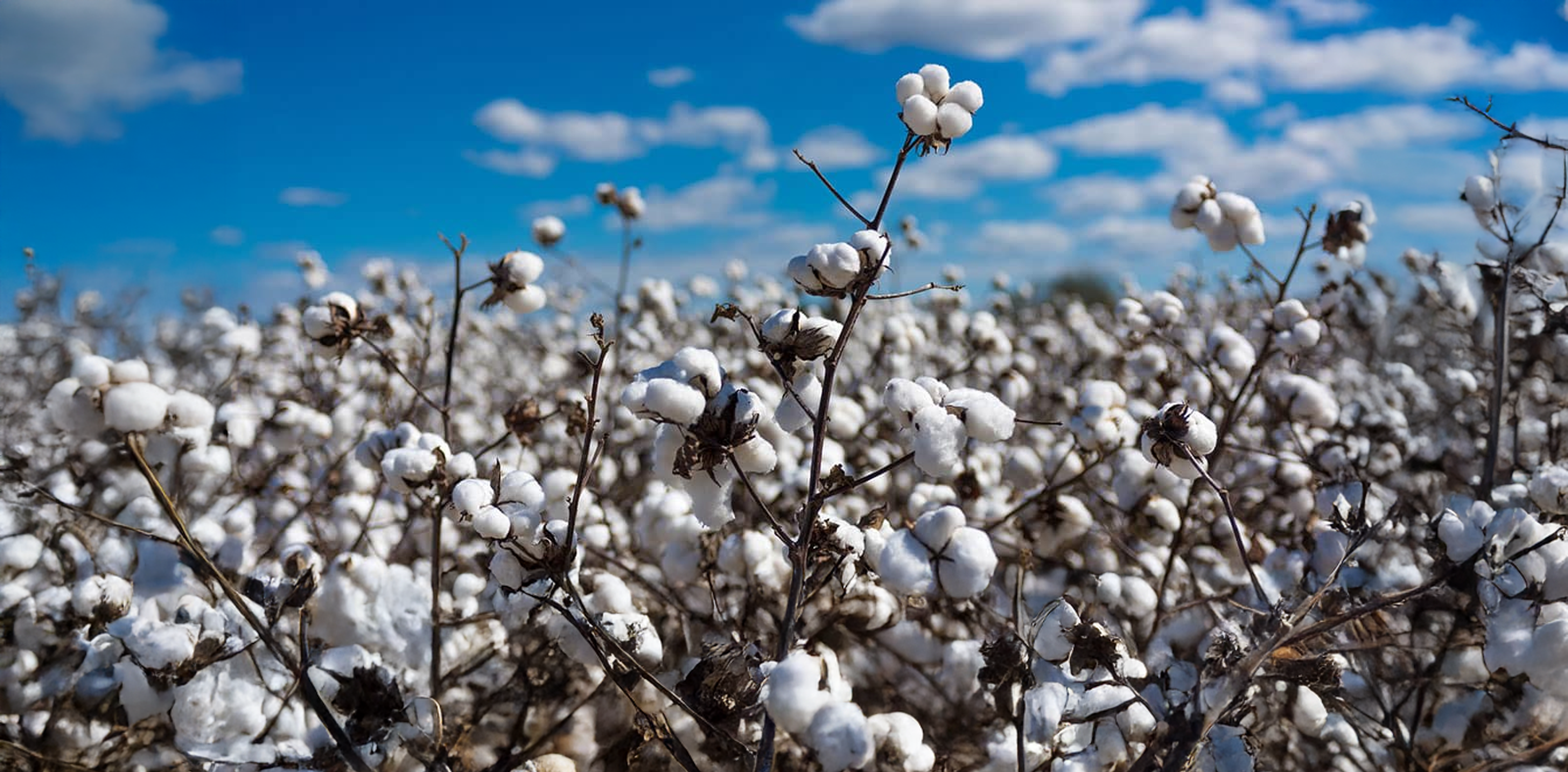 Pourquoi le coton est-il le principal matériau du textile ?